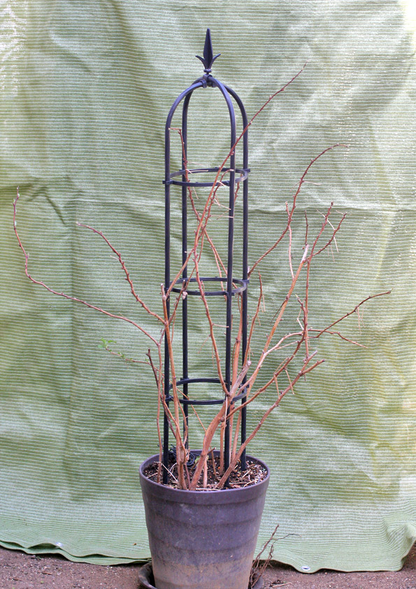 オベリスクに仕立て直す前のラズベリーの鉢植え