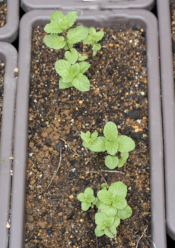 スペアミントの新苗の植え付け