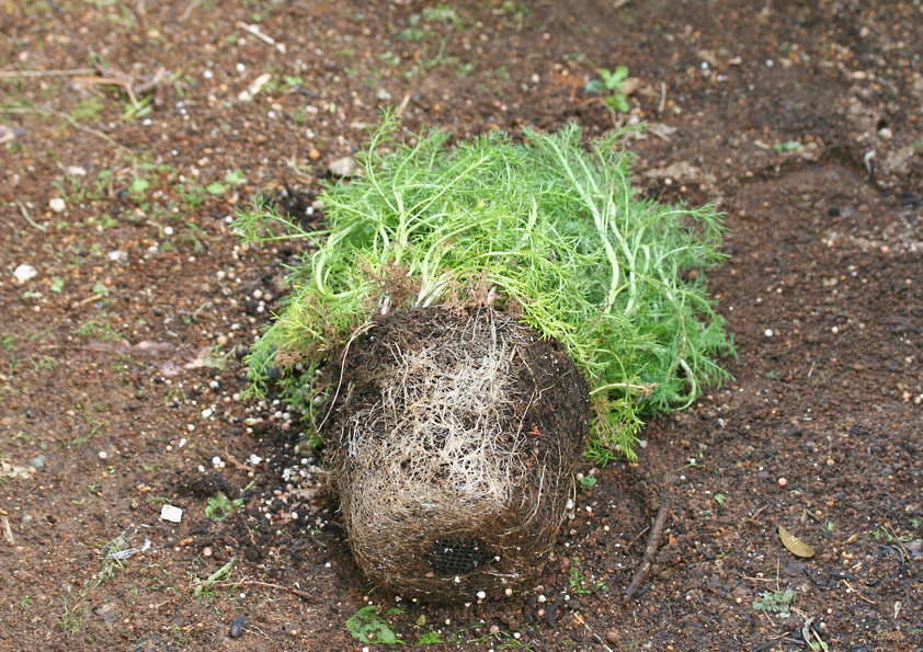 ローマンカモミールの根鉢