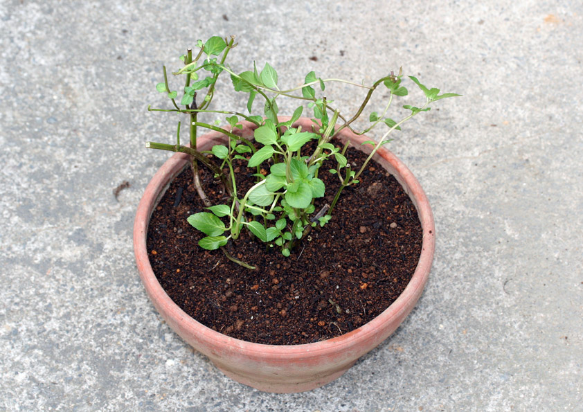 ブラックペパーミントを鉢に植え付ける