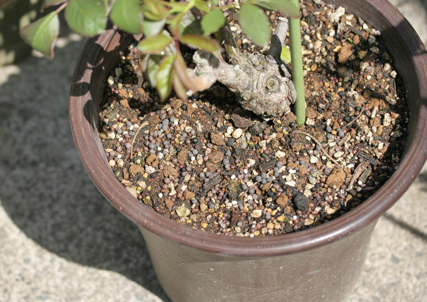 アンナプルナのバラの鉢に、固形肥料を与える様子