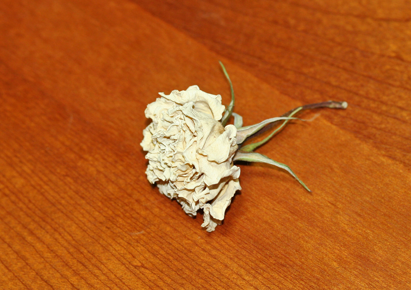 アンナプルナの花のドライフラワー
