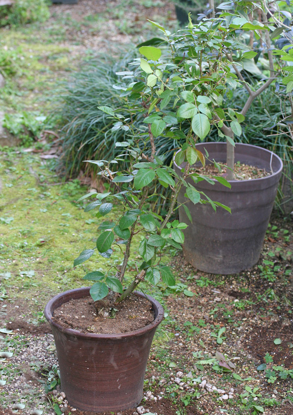 植え替え前のアンナプルナの鉢植え