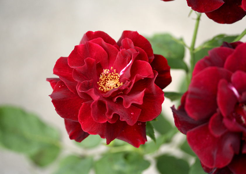 黒真珠のバラの花