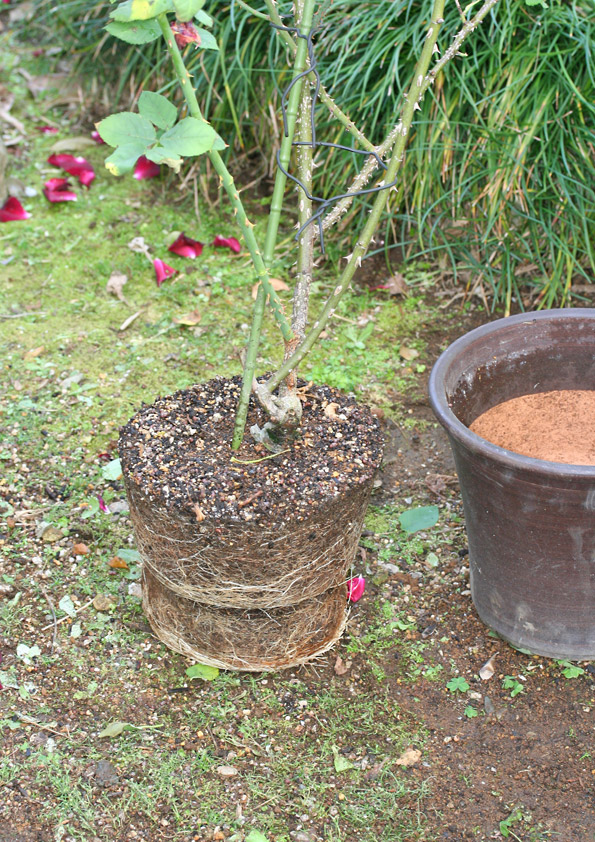 黒真珠 バラの根鉢