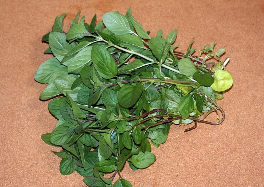 オーデコロンミントの葉の収穫