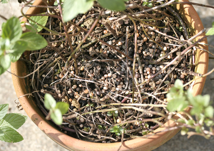 ペパーミントの鉢植えに固形肥料を与える