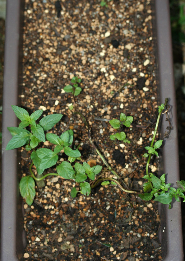 ペパーミントの苗の植え付け