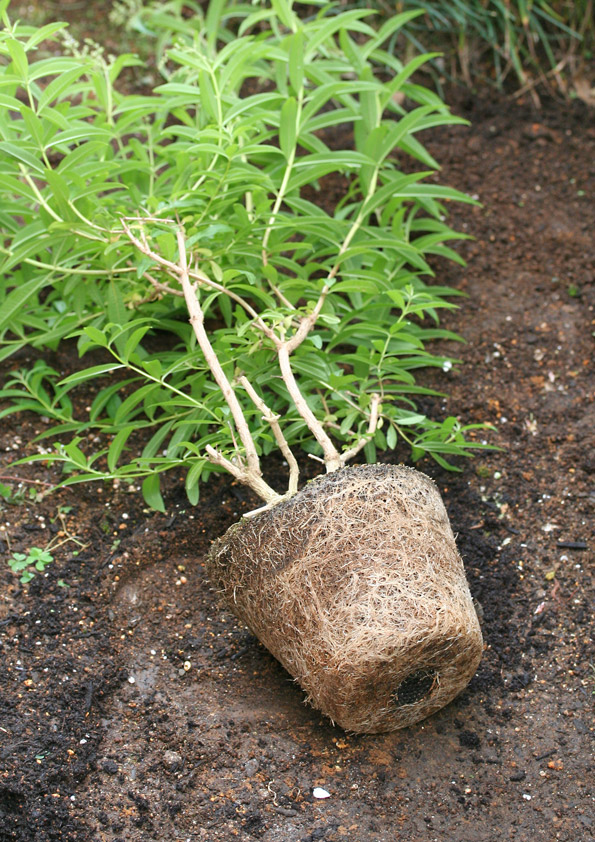 レモンバーベナの根鉢