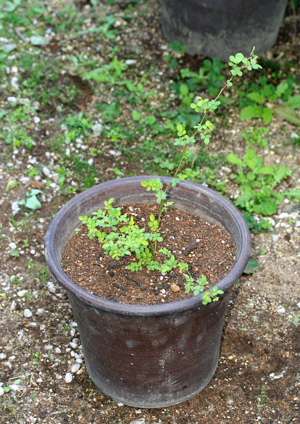 植え替え後のノイバラの鉢植え