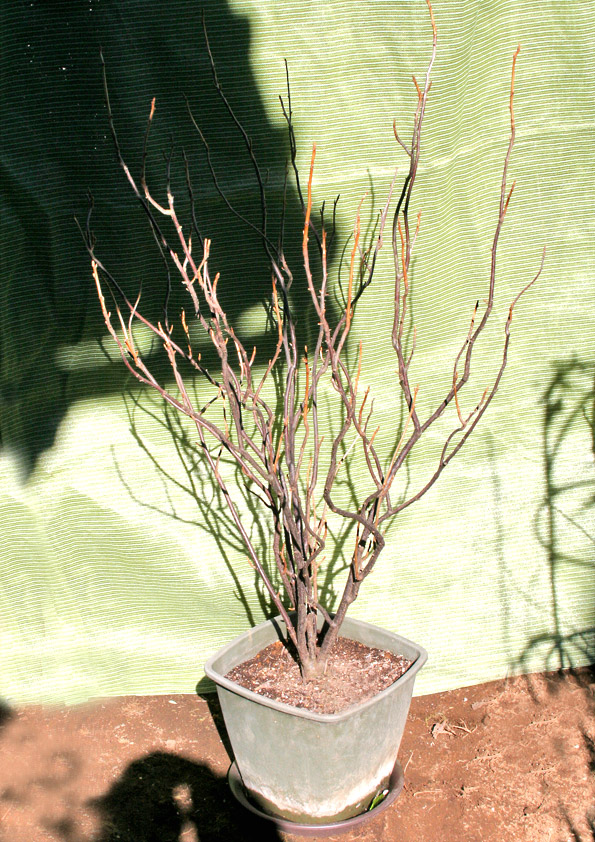 冬剪定後のブラックカラントの鉢植え