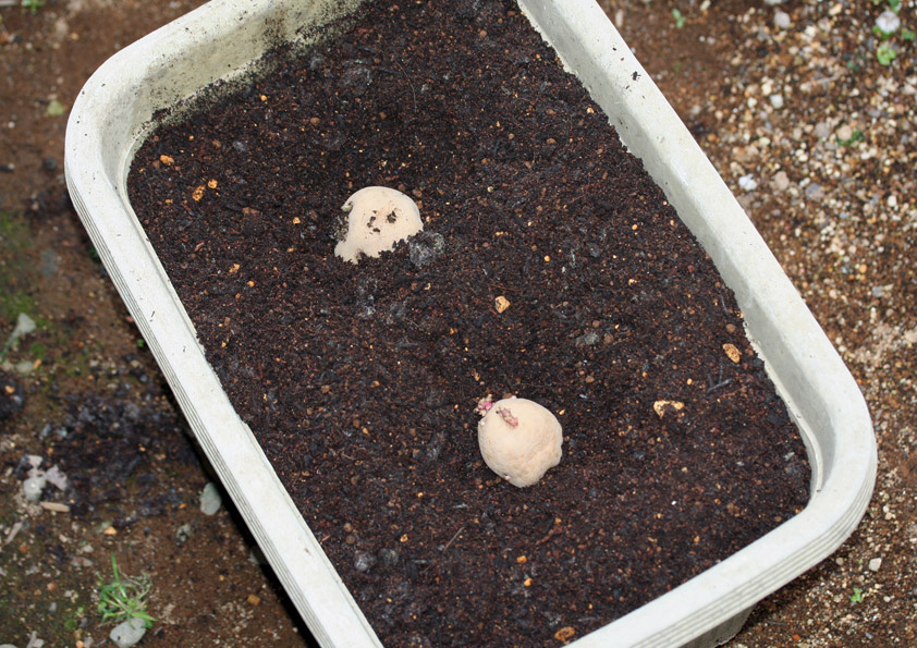 ジャガイモの種芋を植え、最後に土を被せて植え付け完了