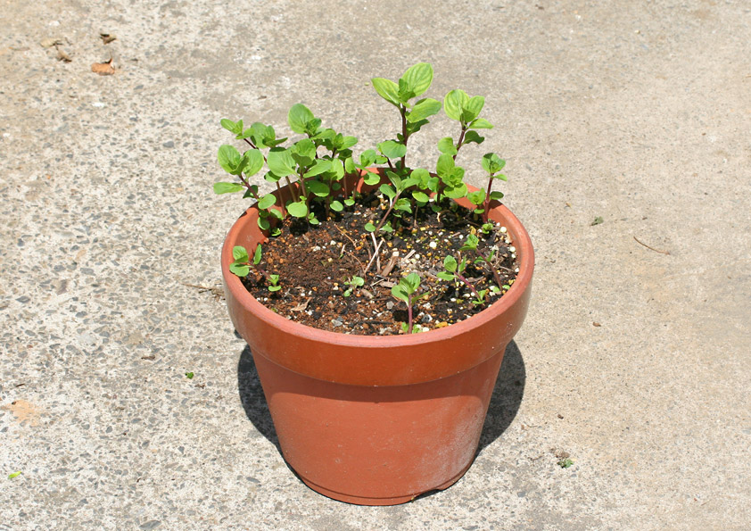 越冬後のジンジャーミントの鉢植え