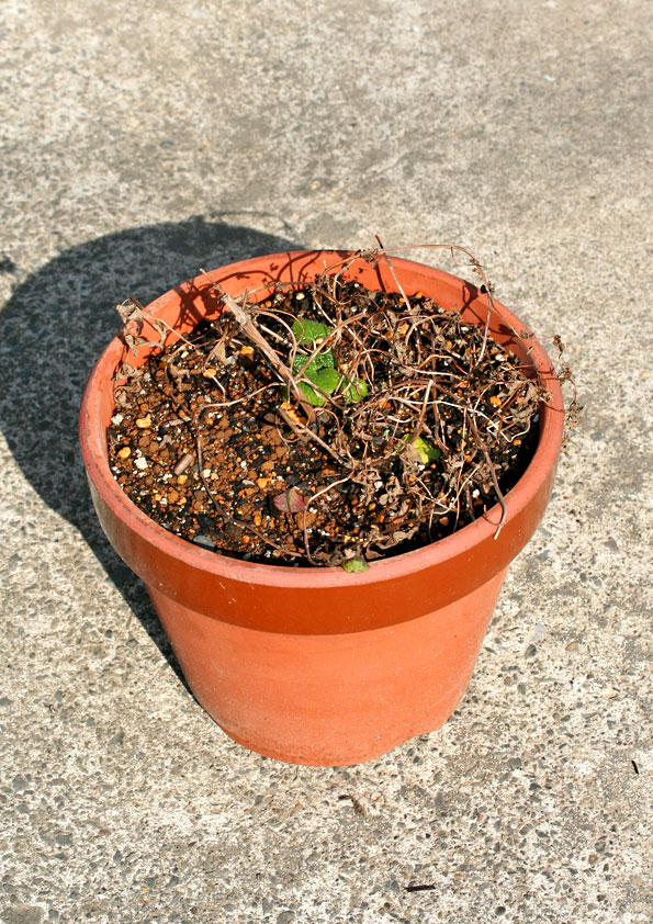 冬越し中のジンジャーミントの鉢植え