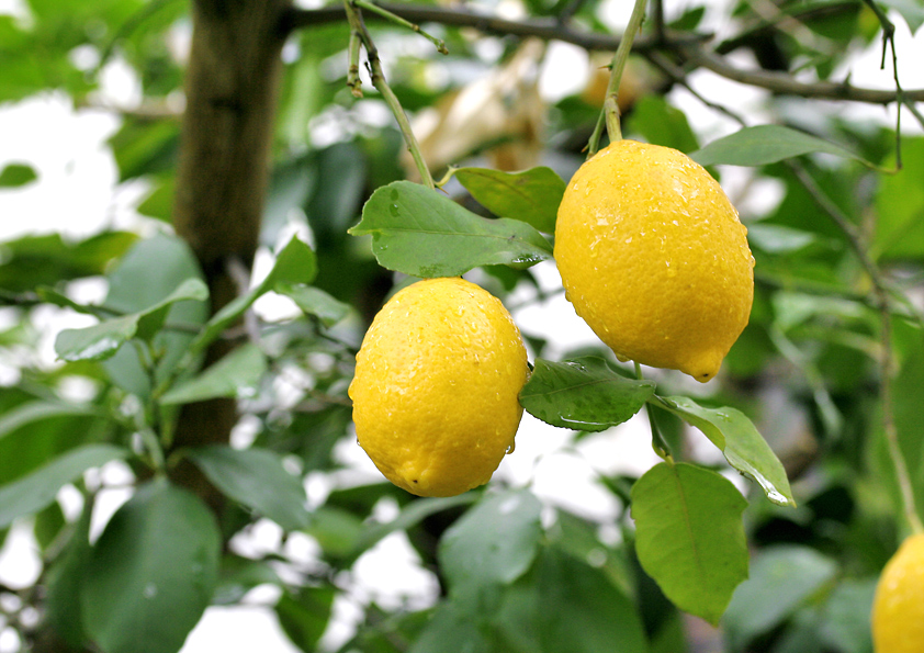 レモンを育てる | 果樹の栽培