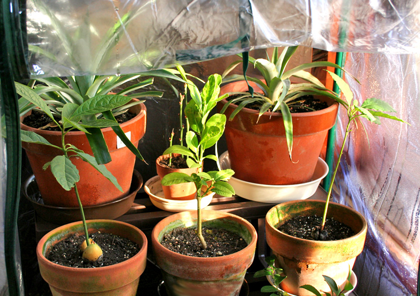 温室で冬越し中の仏手柑の鉢植え