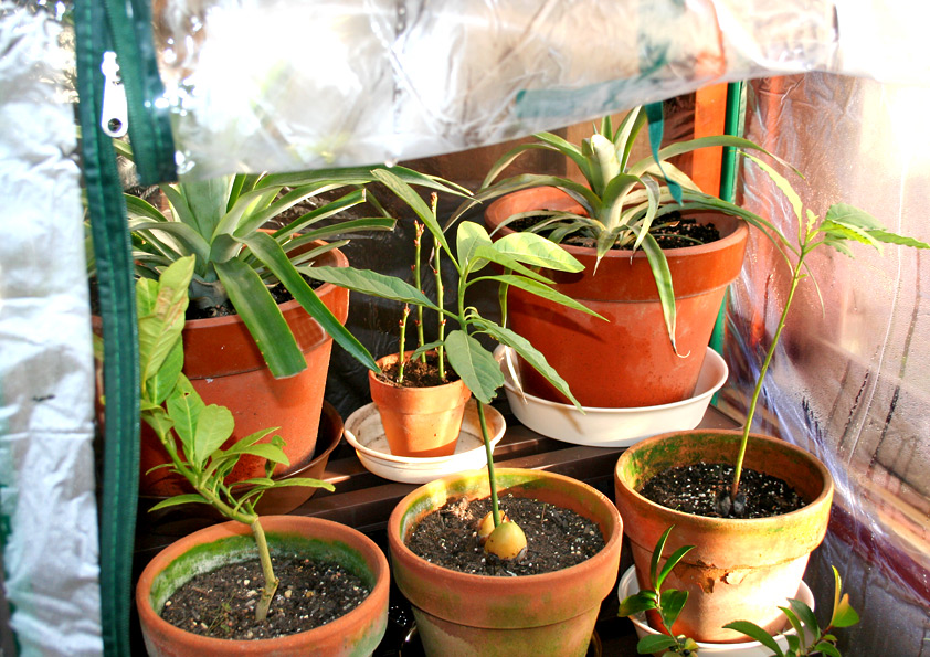 温室で冬越し中のアボカドの鉢植え