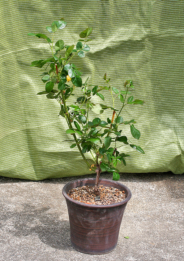 その後のブルーバユーの鉢植え