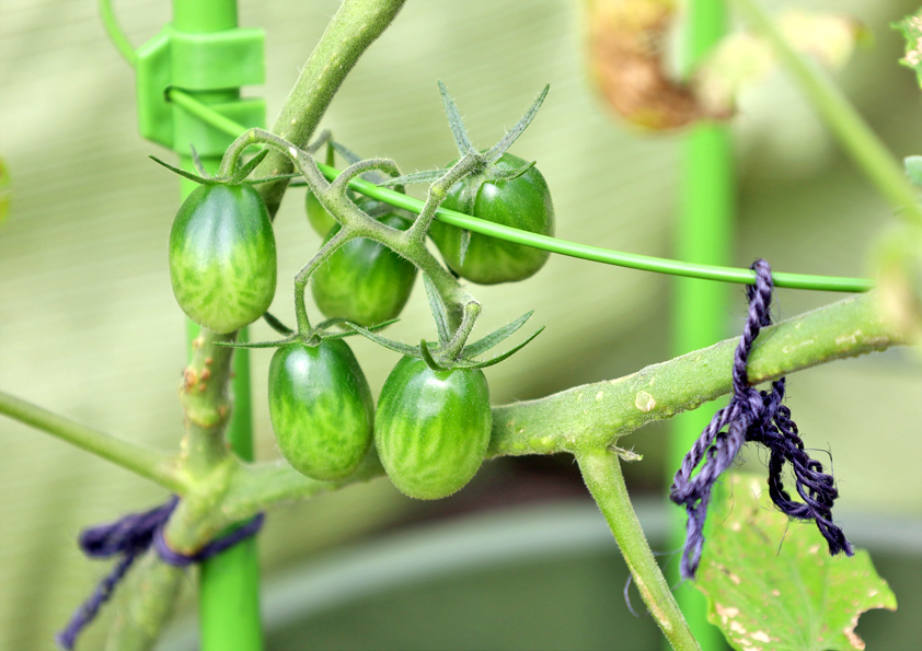 熟す前の緑色のミニトマトの実