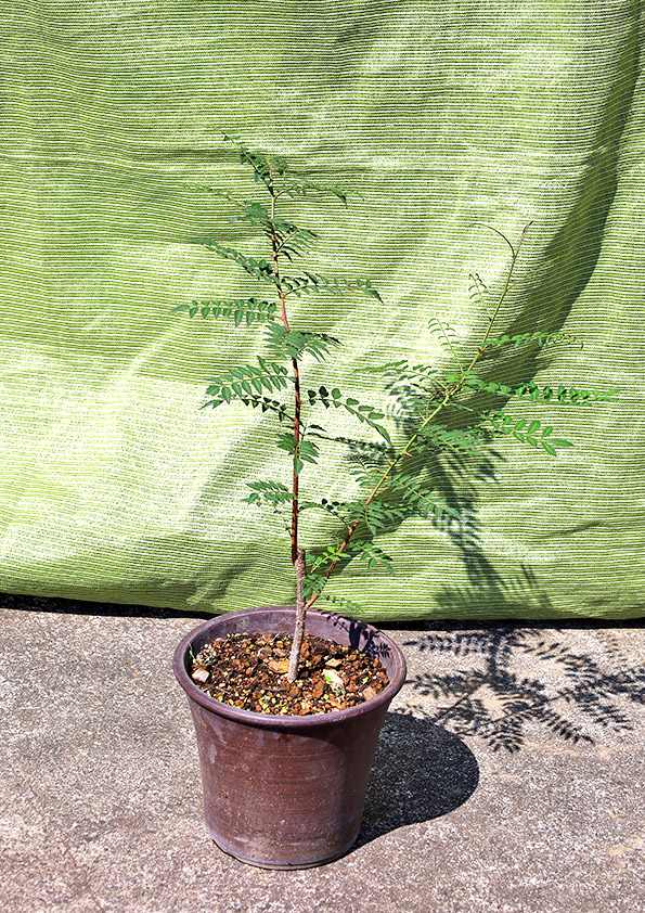 苗の植え付けから2か月が経過した葉山椒の鉢植え