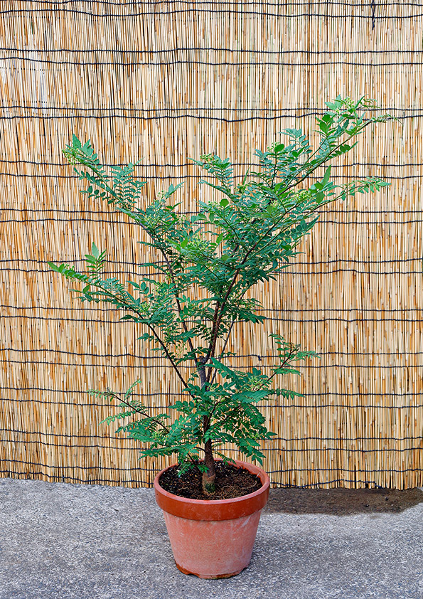 苗の植え付けから2年ほど経過した朝倉山椒の鉢植え