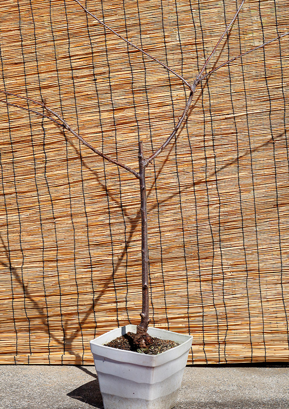 植え替え前のアメリカンチェリーの鉢植え