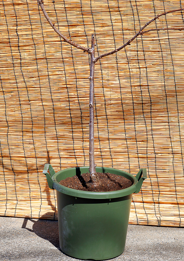 植え替え後のアメリカンチェリーの鉢植え
