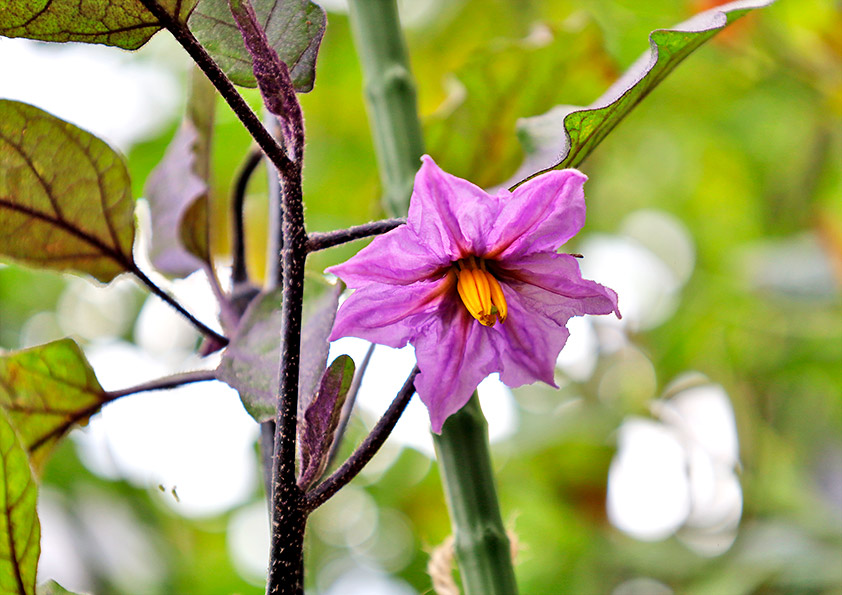 ナスの花