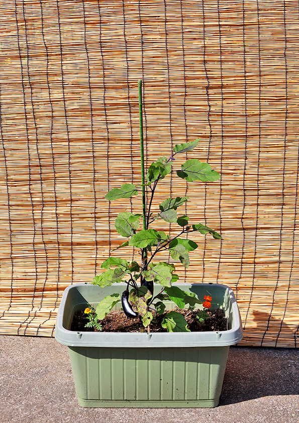 苗の植え付けから約2か月ほど経過したプランターの様子 ナスの栽培