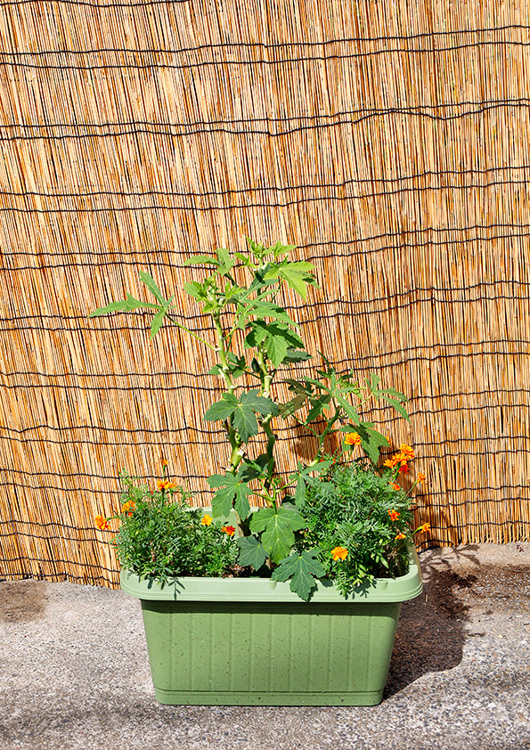 オクラとマリーゴールドの寄せ植え