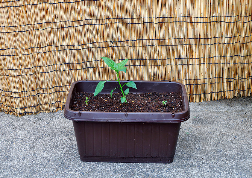 ピーマンの苗の植え付け プランター