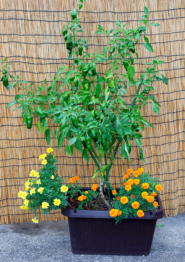 ピーマンとマリーゴールドの寄せ植え