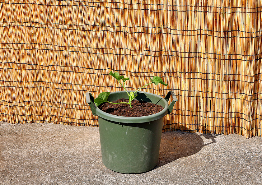 メロンの苗の植え付け