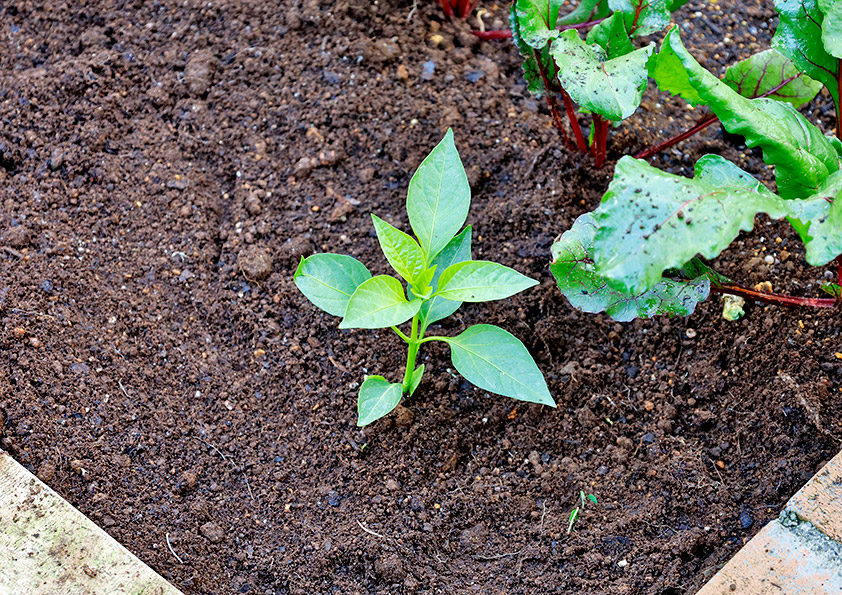 パプリカの苗の植え付け 畑に地植えする
