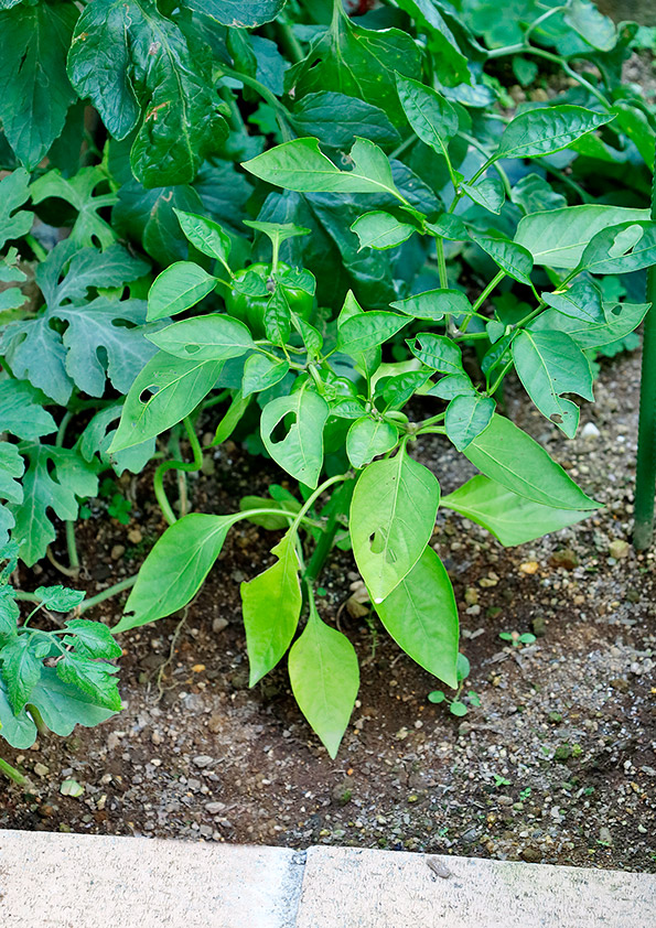 パプリカの苗を地植えしてから約2か月半が経過しました