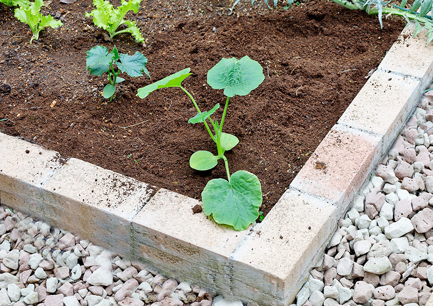 カボチャの苗の植え付け 地植え