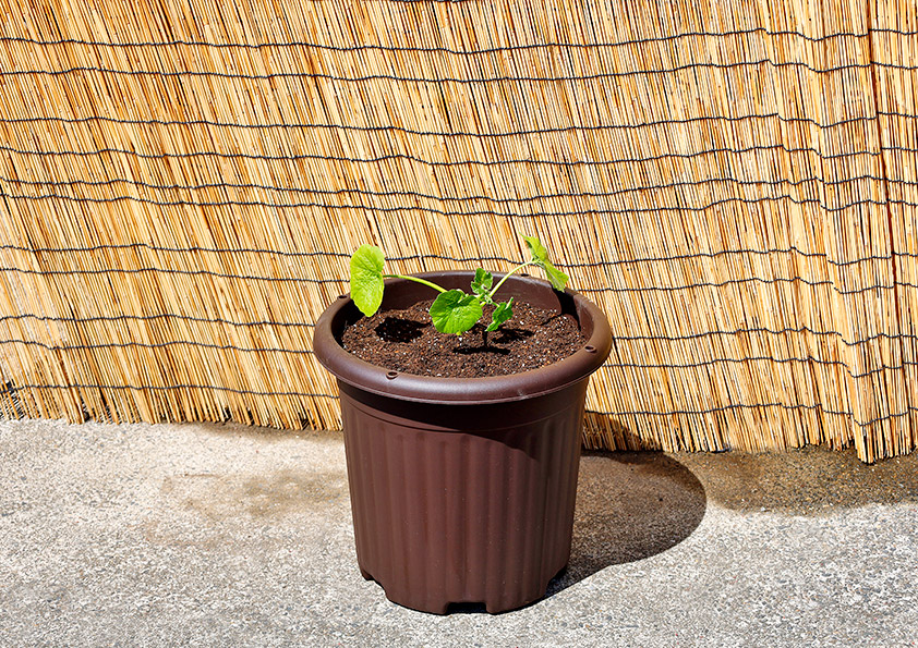 ミニカボチャの苗の植え付け