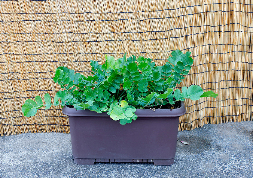 プランターで育てるミニ大根の栽培