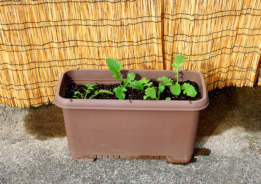 ミニ大根の本葉が5枚程度に育った様子