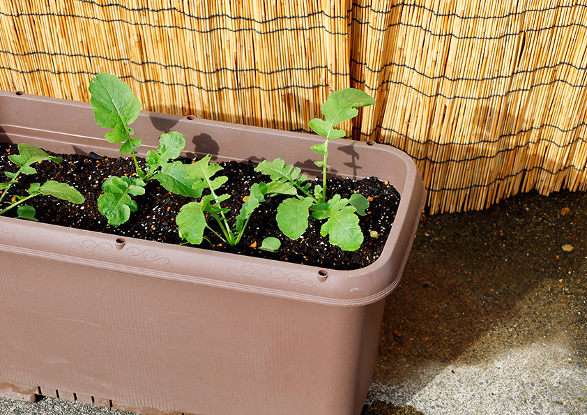 ミニ大根に肥料を与える