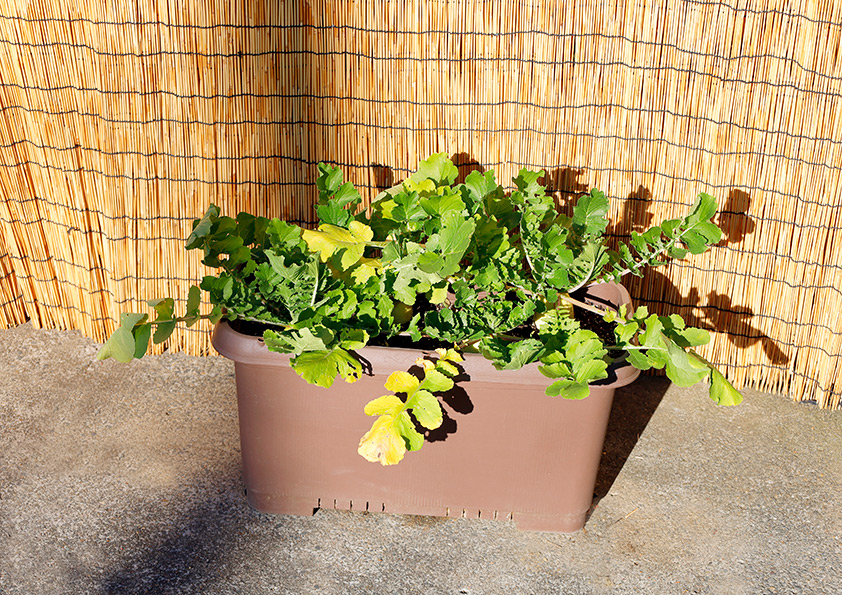 ミニ大根の収穫時期